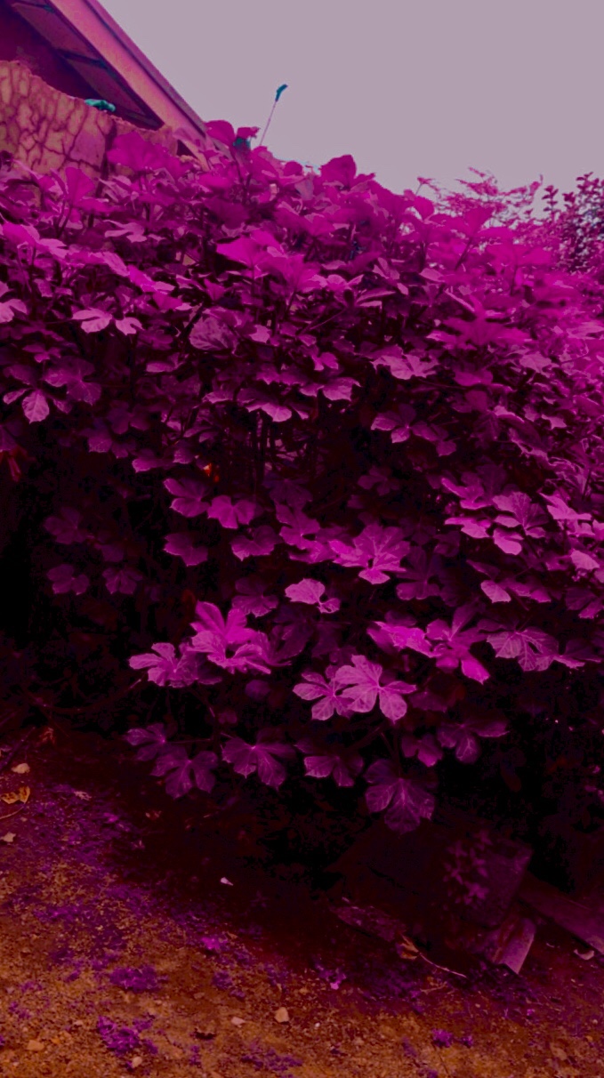 The “perks” of being Nigerian